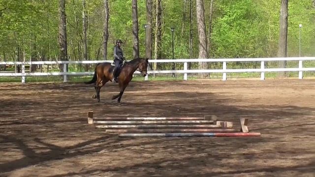 Как остановить лошадь с галопа? Переходы галоп-шаг и галоп-остановка-галоп смотреть онлайн