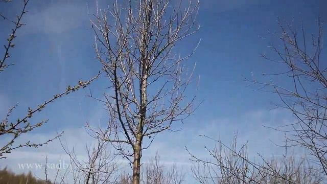 Груша: обрезаем очень высокое дерево. Урок 14 курса по обрезке плодовых деревьев Николая Рабушко. смотреть онлайн