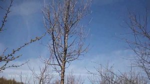 Груша: обрезаем очень высокое дерево. Урок 14 курса по обрезке плодовых деревьев Николая Рабушко.