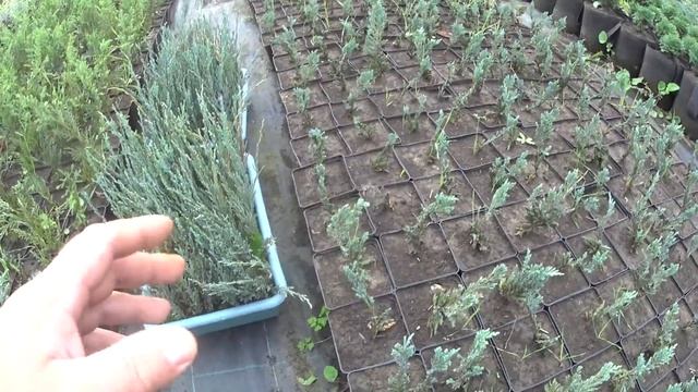 Как зимуют укоренённые черенки декоративных растений? смотреть онлайн