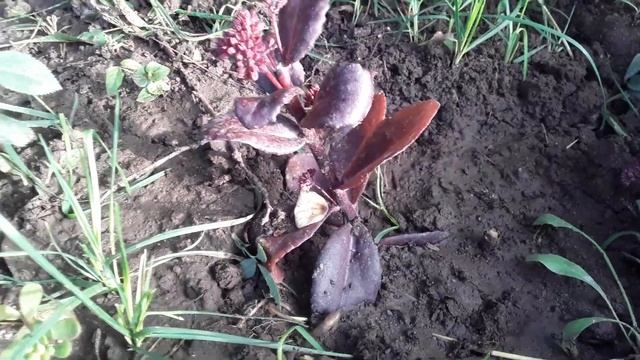 Очитки и шалфеи в саду.18.09.22 смотреть онлайн