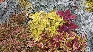 Сибирь. Обзор Колеусов. Сорта , которые можно  выращивать на солнце, а какие нельзя.