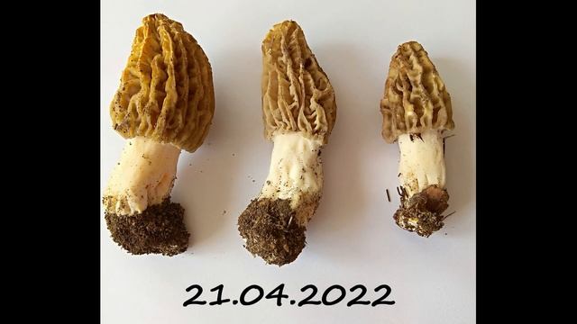 Morel Morchella Cultivation Sample Collecting | Grow Mushrooms At Home смотреть онлайн