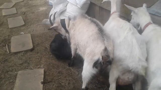 Коза собирается в школу. Приколы с козами смотреть онлайн