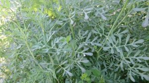 Рута душистая - пряно-ароматическое садовое растение