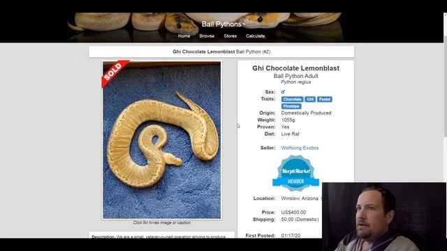 Chocolate Ball Python Morph Combos | Jack's Reptiles