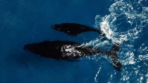 Дуа - Джавшан аль-кабир (Сборник дуа)