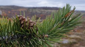 МУРМАНСК природа ? СЕВЕР, сопки 2022