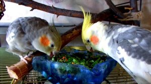 Как научить попугая кушать фрукты, овощи, проростки и каши. Ошибки, которые делают многие.