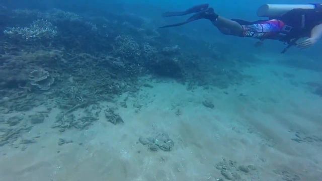 East Coast Diving With Island Scuba ( Dive Sites [Aquarium , Anemone City] Location [Pasikuda]) смотреть онлайн