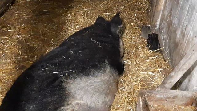 ГИБРИДЫ РАЗНЫХ ПОРОД СВИНЕЙ. смотреть онлайн