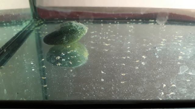 Первый опыт выращивания малька Акары бирюзовой. смотреть онлайн