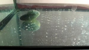 Первый опыт выращивания малька Акары бирюзовой.