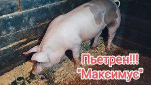 Хряк породы пьетрен!!! #пьетрен #хряк #свиноводство #гибрид