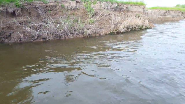 Селёдка жирует на июньских вытеках, Селитренное база Ахтуба клуб смотреть онлайн