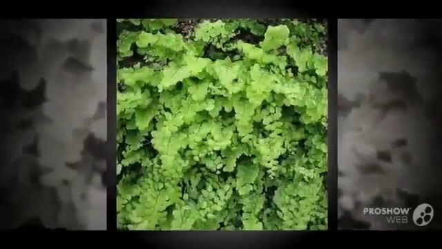 Цветы Адиантум (Adiantum flower)