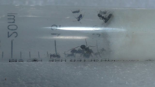 Объединяю Муравьев! Новые муравьи на канале! Как поживают другие колонии? смотреть онлайн