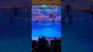 шоу дельфинов