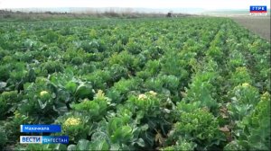 Вести Дагестан 12.09.24 г. 21.15