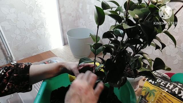 Камелия.Пересадка.Декабрь 2022