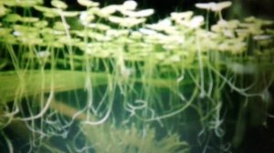 Ряска: польза и вред.