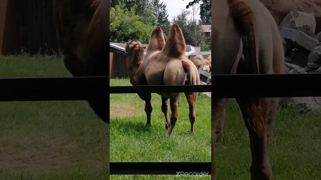 Огромный двугорбый верблюд какает /  Enormous Bactrian camel is pooping