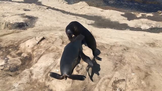 Морские Котики в La Jolla  Сан - Диего 