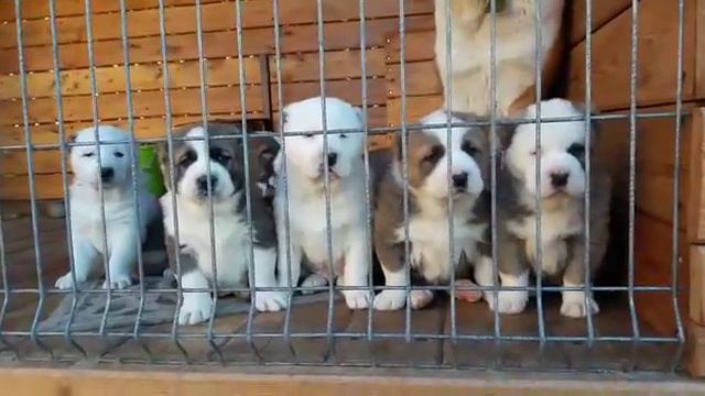 Малыши САО 1 месяц. Дарьял-Юг ОВЕРЛОРД + Хан Хирс Астра. Краснодар. 89604840977 Ольга. КРАСНОДАР. смотреть онлайн