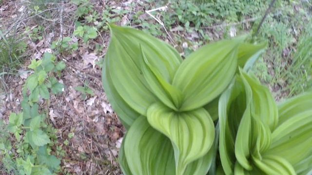 ЦВЕТЕНИЕ ГОЛУБИКИ И КОНФЛИКТ ИЗ-ЗА ПЧЁЛ. смотреть онлайн