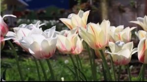 Весенний поцелуй !.