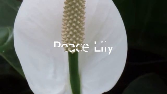 Brighten Up Your Home with These 5 Low Light Houseplants