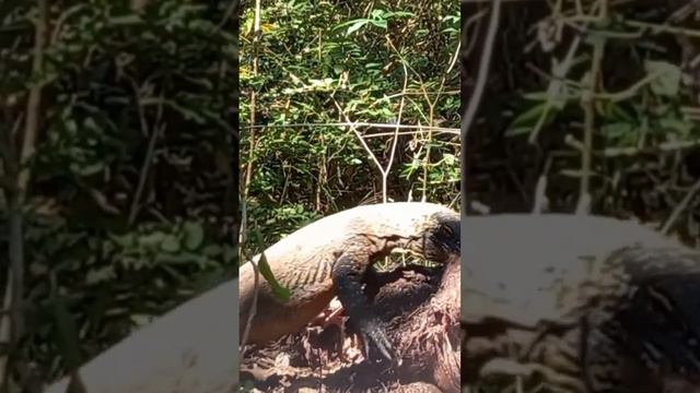 Wow the baby komodo are brave eating wild hog #animals