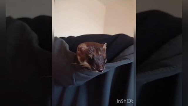 Будни горностая смотреть онлайн