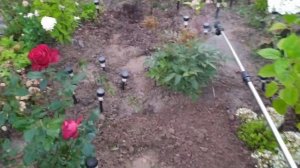 ОДИН ДЕНЬ ИЗ ДАЧНОЙ ЖИЗНИ | КАКОЙ НАС ЖДЁТ УРОЖАЙ | АККУМУЛЯТОРНЫЙ ОПРЫСКИВАТЕЛЬ