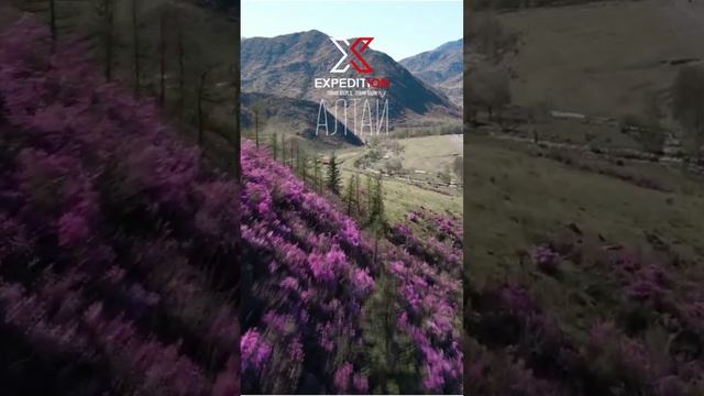 Алтай - маральник #алтай #маральник #сакура #туры #beauty #горы
