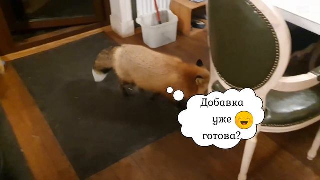 ЛИ СЯО. Алиса - Лиса. Выпросить что-то вкусненькое - это целое искусство. смотреть онлайн