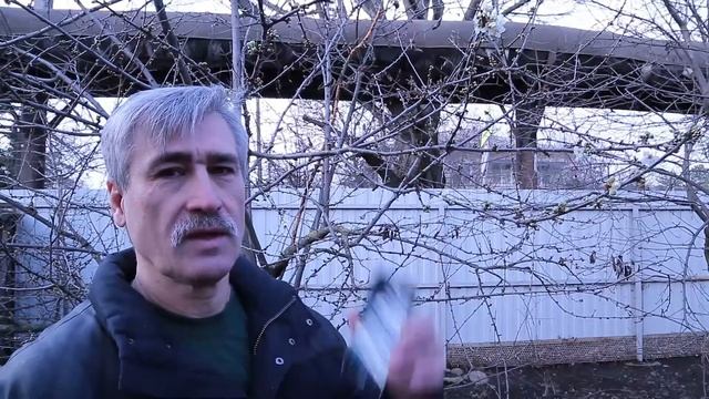 Ошибка природы? Слива цветёт зимой. смотреть онлайн