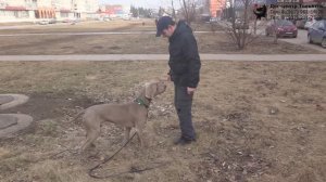 Осипян Камо и веймаранер Хантер. Фрагмент индивидуального занятия по дрессировке. Тольятти, 11.04.21