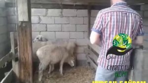 Жертвоприношение на Курбан-Байрам