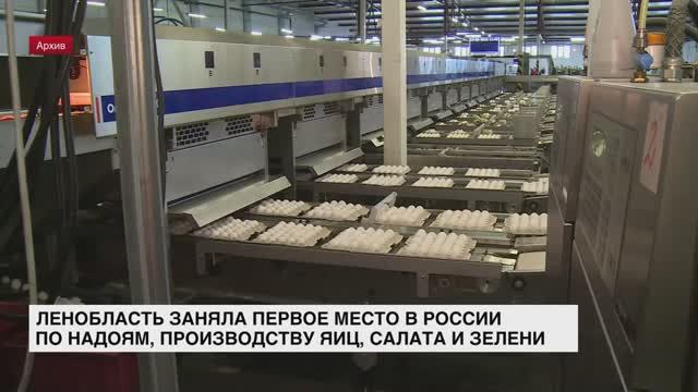 Ленобласть заняла первое место в России по надоям, производству яиц, салата и зелени