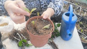 Гортензия Как сажаем укорененные черенки