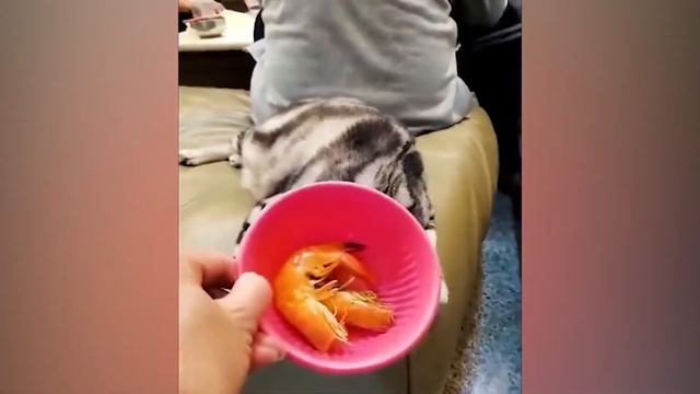 Самые смешные животные 2023 😂 Самые смешные кошки и собаки 😺🐶 смотреть онлайн