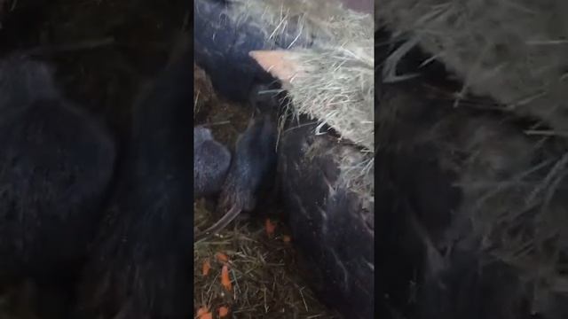 Нутрии зимой на улице .Разведение нутрий,личный опыт смотреть онлайн