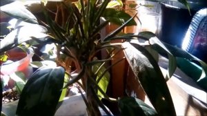 Аморфофаллус "Аморфофаллюс" (Amorphophallus) или Змеиная пальма