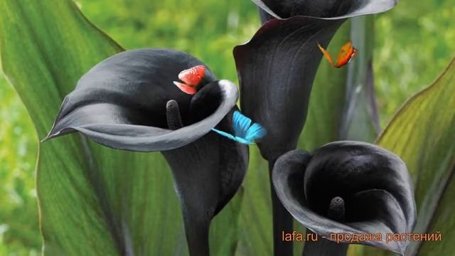 Калла обыкновенная Мемориз (calla memories) ? калла Мемориз обзор: как сажать луковицы каллы Мемори