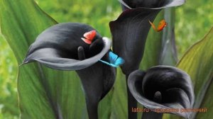 Калла обыкновенная Мемориз (calla memories) ? калла Мемориз обзор: как сажать луковицы каллы Мемори