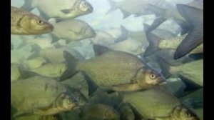 ПРЕМЬЕРА КЛИПА 06.03.2023 "Лещики"