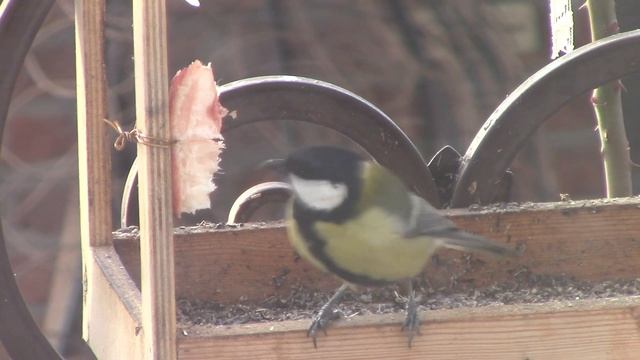 синичка и сало.mp4 смотреть онлайн