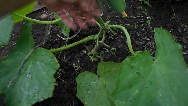 Как формировать огуречную плеть в теплице на шпалере? смотреть онлайн