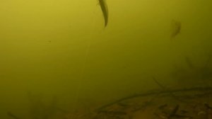 ОКУНЬ на ЖИВЦА | РЫБАЛКА и СЪЕМКИ под ВОДОЙ